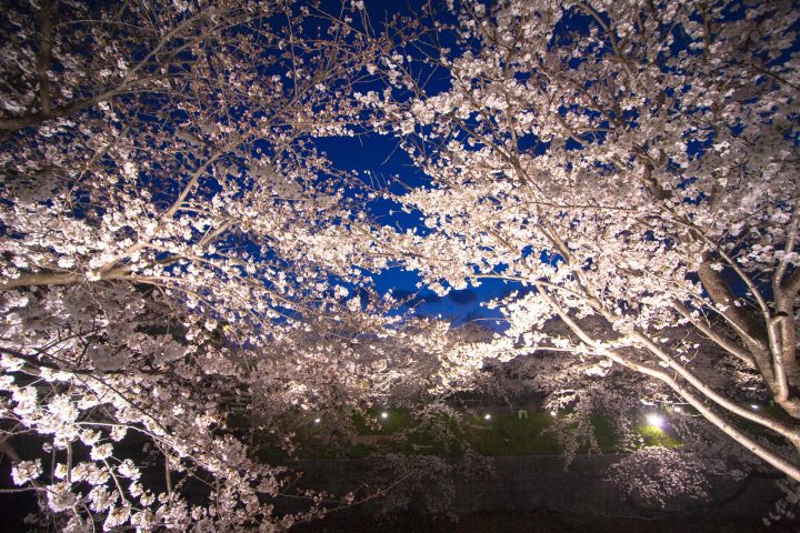 夜桜名所