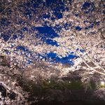 大人の春デートにぴったり！関東の夜桜名所スポット15選